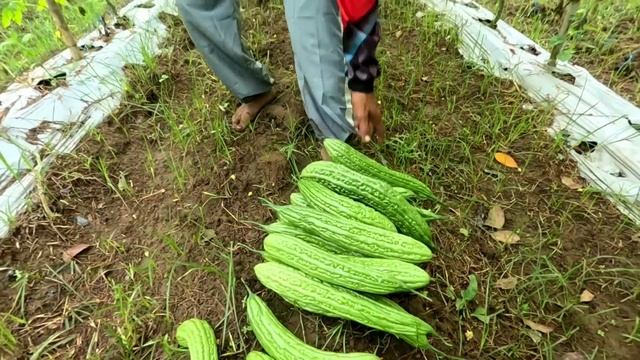 HINDI NAMIN AKALIN NA GANITO KADAMI | 5TH HARVEST PASULONG NA смотреть онлайн