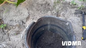 Нимфея в пруду : посадка, уход, размножение. Как это делаю я - проще некуда. Водная лилия, лотос