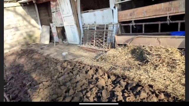 Обзор кроликов🐰🐰🐰, как ростут крольчата🐰🐰🐰 как состоят дела в огороде🐔🐤🌞🌱