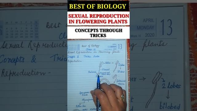 CLASS 12 SEXUAL REPRODUCTION IN FLOWERING PLANTS TRICKS