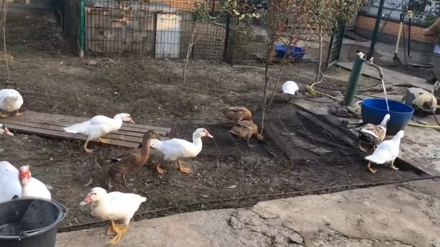 Бегунков стало много ! смотреть онлайн