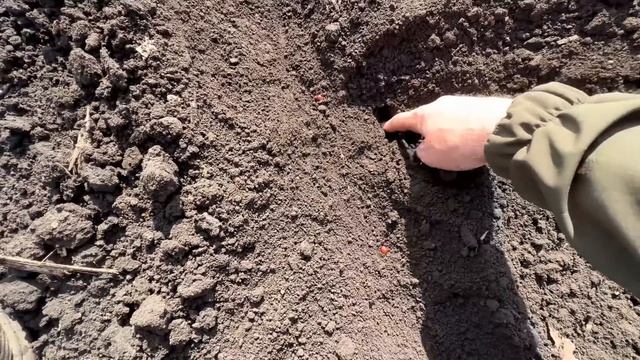 150 літрів КАСу під корінь кукурудзи ❗️🌽👍СІВАЛКА упс8 - упаси Боже😱 смотреть онлайн