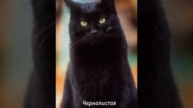 | Меме | Если бы наши коты были в реальности | РП Коты-Воители | Gacha Club |