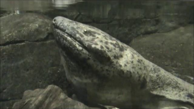 Chinese giant salamander yawning. Side view. смотреть онлайн