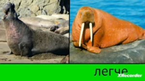 Морской слон VS Моржа.
