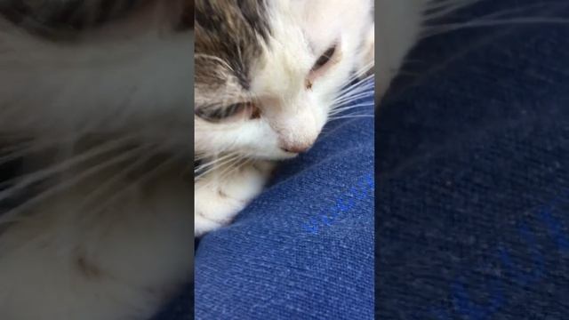 Лежит на коленях. смотреть онлайн