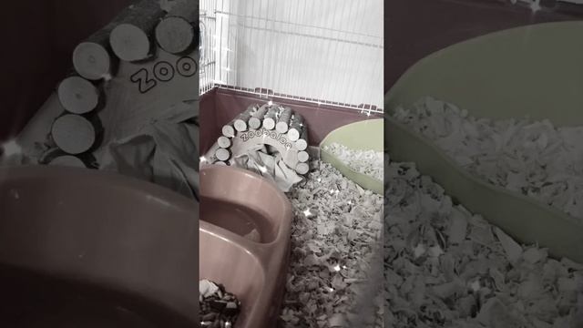 Купили хомячка