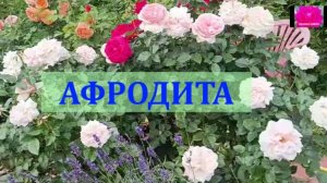 РОЗА АФРОДИТА. Обзор начинающим