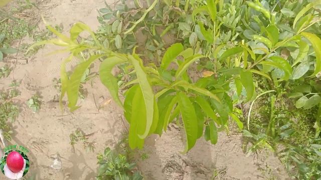 كل ما تحتاجه شجرة الخوخ لكي تنمو بسرعة وتثمر في خلال سنة من الزراعة Stimulate peach tree growth смотреть онлайн