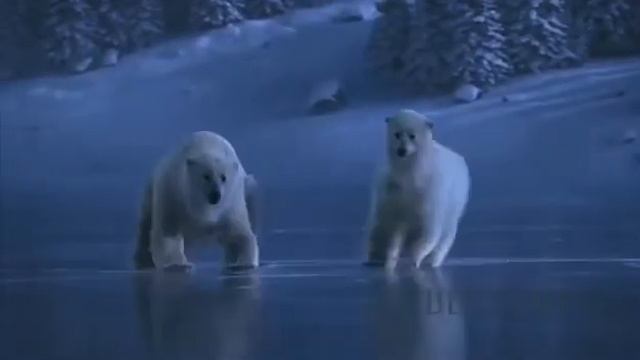 Да...,необычность ситуации иногда позволяет чувствовать себя,как эти медведи на льду... смотреть онлайн