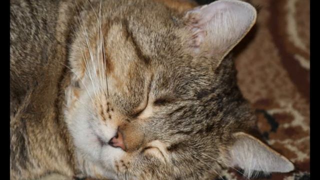 Котэ Барсик. смотреть онлайн