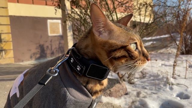 Полный обзор GPS трекера Petsee для кошек и собак смотреть онлайн