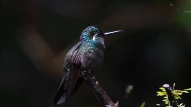 Колибри – Самая Маленькая Птица В Мире! смотреть онлайн