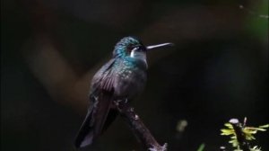 Колибри – Самая Маленькая Птица В Мире!