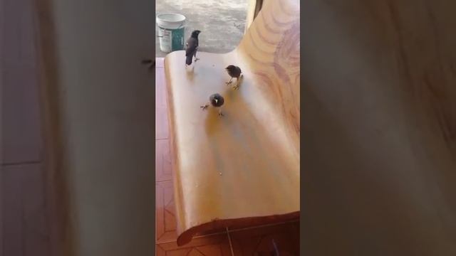 Myna Bird 20170423 смотреть онлайн