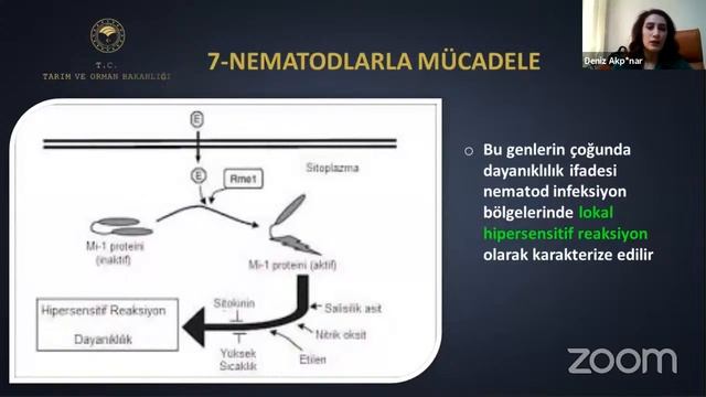Örtüaltı Domates - Nemetodlar ve Mücadele Yöntemleri 10.Gün смотреть онлайн