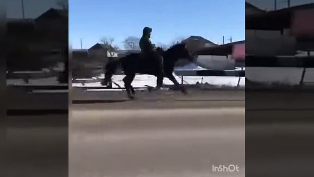Жеребец Карачаевской породы Къанат🐎 смотреть онлайн