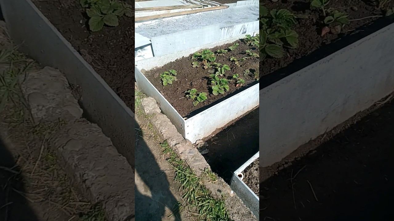 Высокие грядки из шифера #шортс #сад #огород #май