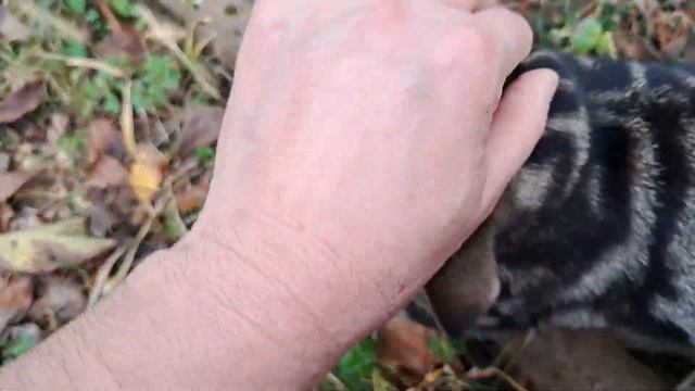Дорога домой . Красим забор. Любопытный котёнок. смотреть онлайн