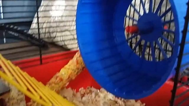 КАКИЕ НАДО КOЛЁСИКИ И КЛЕТКИ ДЛЯ ХОМЯЧКОВ