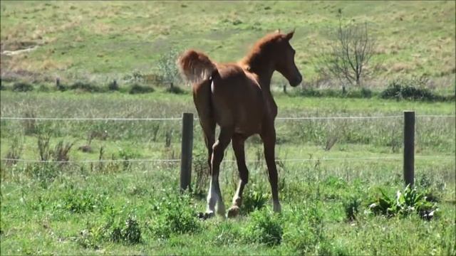 Amirande Bacchus 1 смотреть онлайн