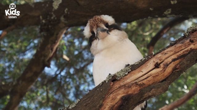 🎵 Kookaburra - Emily Wurramurra | Indigenous Lullabies | ABC Kids listen смотреть онлайн