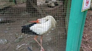 Аист стучит клювом. #Stork#