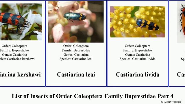 List of Insects of Order Coleoptera Family Buprestidae Part 4 castiarina chalcophora chrysobothris смотреть онлайн