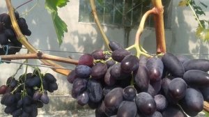 Виноград ЛАРА