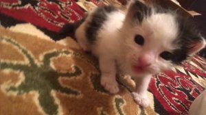 котенок пищит (пищалка)