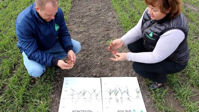 Пізні посіви пшениці озимої з обробкою насіння Гуміфілд Форте Брікс смотреть онлайн