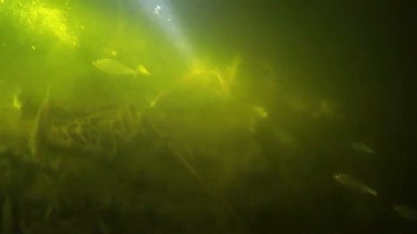 Зимняя жизнь под водой!