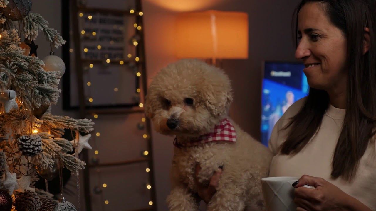 Самые Распространенные Фобии у Собак/Как с Ними Бороться смотреть онлайн