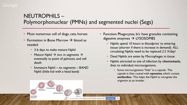 Blood, Lymph, and Immunity in Comparative Anatomy смотреть онлайн