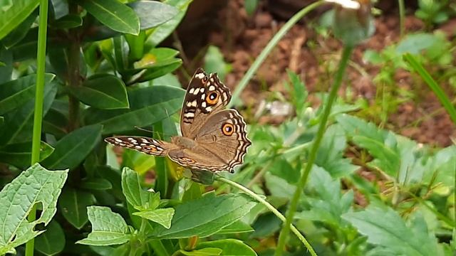 Lemon Pansy - Junonia lemonias - പുള്ളിക്കുറുമ്പൻ смотреть онлайн