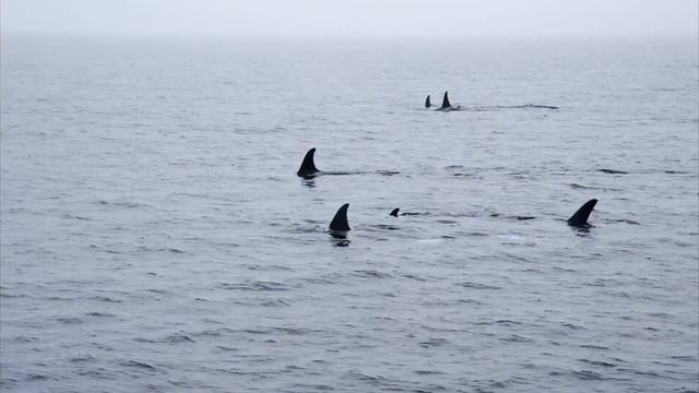 Incredible Orca(Background Music)