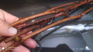 Вымачивание черенок винограда и другие советы