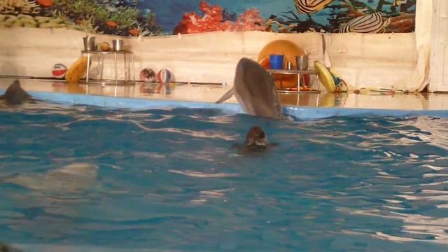 Дельфинарий Анапа10 смотреть онлайн