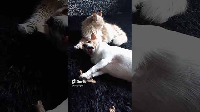 Гучи истерит)#чихуахуа #dog #cat смотреть онлайн