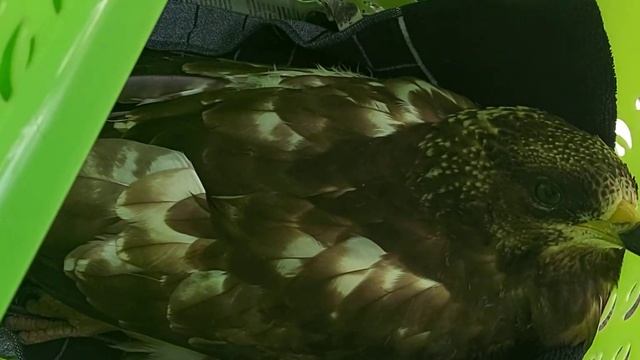 Новичок! Канюк из Дятьково. 06.09.22 г. смотреть онлайн