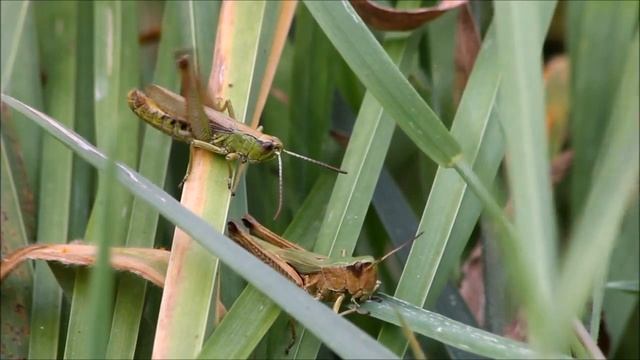 A Chorthippus parallelus sings like a Chorthippus montanus смотреть онлайн