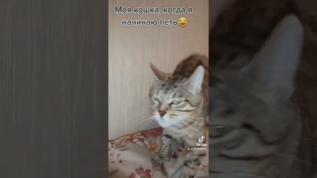 #песни #музыка #караоке #медведьнаухонаступил #пою смотреть онлайн