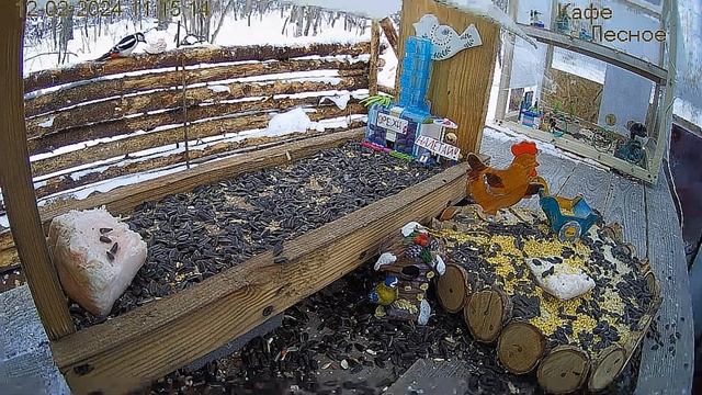 Синичка опять прилетела и убрала надпись"Налетай"#Россия смотреть онлайн