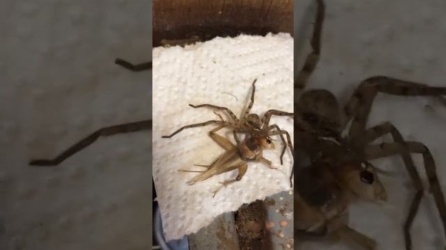 Heteropoda Venatoria Eating