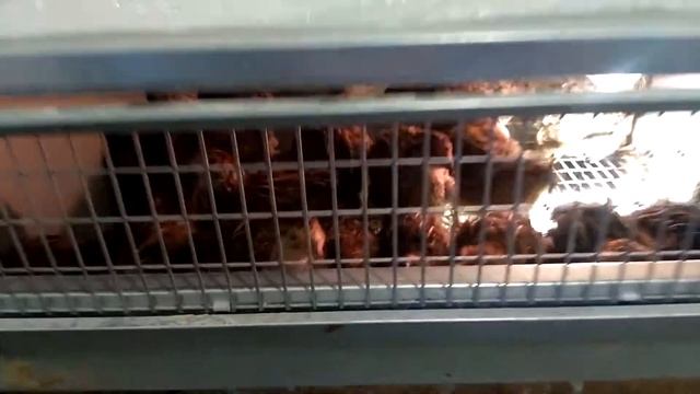 чистка старой перепелиной клетки CrazyFerma и переделка под брудер для подростков смотреть онлайн