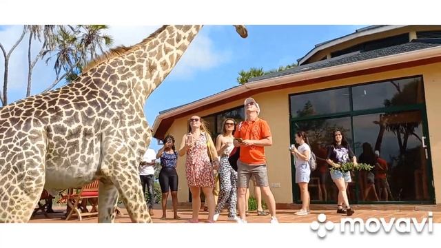 Kenya🇰🇪. Bora Bora Wildlife Park. Парк дикой природы.🦒🦓🐊🐗. Diani. смотреть онлайн