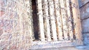 Вывод маток с  системой никот 3  (начинающим)