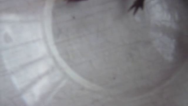 Испанский тритон смотреть онлайн