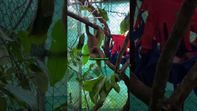 SLOTH DIGESTION