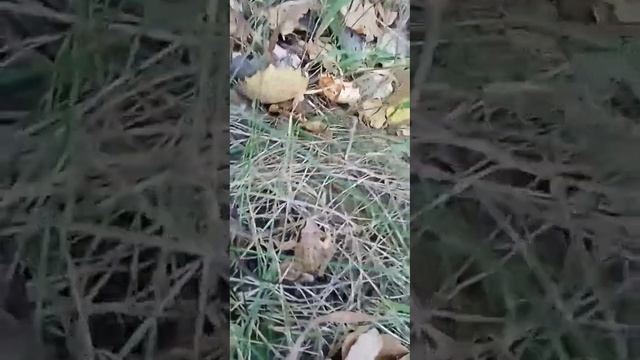 вышел по лесу гулять,осенних плодов пособирать смотреть онлайн